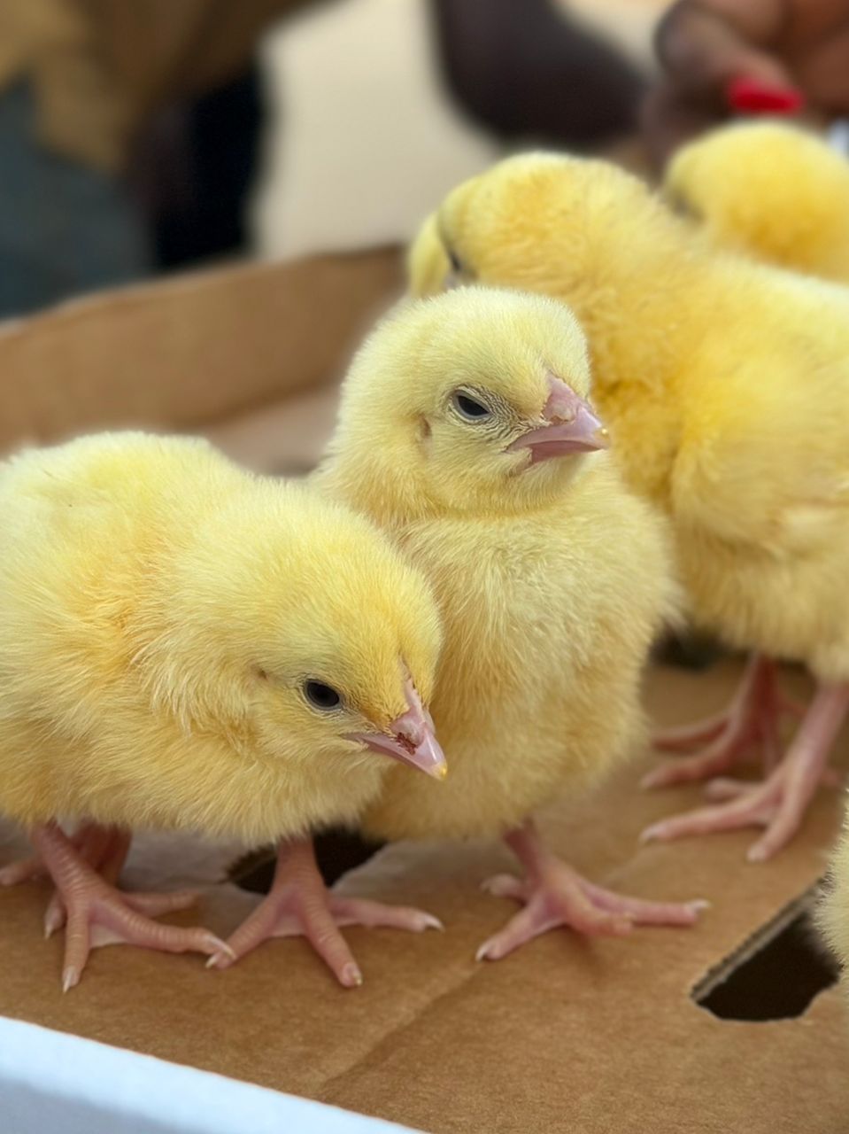 Cobb 500 Chicks